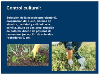 Control cultural:
Selección de la especie (pre-siembra),
preparación del suelo, sistema de
siembra, cantidad y calidad de la
semilla, altura de pastoreo, rotación
de poteros, diseño de potreros de
cuarentena (recepción de animales
“cebadores”), etc.
 