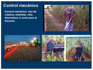 Control mecánico
Control mecánico: uso de
rotativa, machete, rolo,
desmatono ó corte para el
toconeo.
 