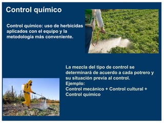 Control químico
Control químico: uso de herbicidas
aplicados con el equipo y la
metodología más conveniente.
La mezcla del tipo de control se
determinará de acuerdo a cada potrero y
su situación previa al control.
Ejemplo:
Control mecánico + Control cultural +
Control químico
 