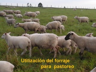 Utilización del forraje
para pastoreo
 