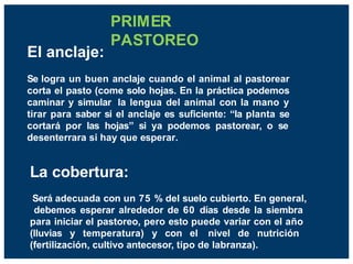 PRIMER
PASTOREO
El anclaje:
Se logra un buen anclaje cuando el animal al pastorear
corta el pasto (come solo hojas. En la práctica podemos
caminar y simular la lengua del animal con la mano y
tirar para saber si el anclaje es suficiente: “la planta se
cortará por las hojas” si ya podemos pastorear, o se
desenterrara si hay que esperar.
La cobertura:
Será adecuada con un 75 % del suelo cubierto. En general,
debemos esperar alrededor de 60 días desde la siembra
para iniciar el pastoreo, pero esto puede variar con el año
(lluvias y temperatura) y con el nivel de nutrición
(fertilización, cultivo antecesor, tipo de labranza).
 