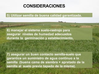 5) Utilizar semilla de buena calidad garantizada.
6) manejar el sistema suelo-rastrojo para
asegurar niveles de humedad adecuados
durante la germinación y establecimiento,
7) asegurar un buen contacto semilla-suelo que
garantice un suministro de agua continuo a la
semilla (buena cama de siembra + apretado de la
semilla al suelo previo tapado de la misma).
CONSIDERACIONES
 