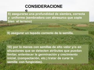 CONSIDERACIONE
S
8) asegurarse una profundidad de siembra, correcta
y uniforme (sembradora con abresurco que copie
bien el terreno)
9) asegurar un tapado correcto de la semilla,
10) por lo menos con semillas de alto valor y/o en
situaciones que se detecten atributos que puedan
limitar, enlentecer la germinación y crecimiento
inicial, (compactación, etc.) tratar de curar la
semilla con fungicidas).
 