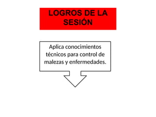 LOGROS DE LA
SESIÓN
Al
Aplica conocimientos
técnicos para control de
malezas y enfermedades.
 