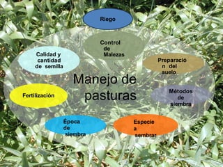 Manejo de
pasturas
Especie
a
sembrar
Época
de
siembra
Calidad y
cantidad
de semilla
Preparació
n del
suelo
Métodos
de
siembra
Fertilización
Control
de
Malezas
Riego
 