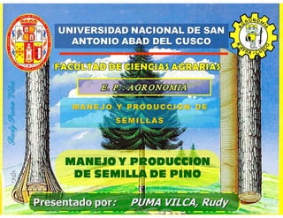 Manejo y producción de semilla de pino (pinus spp.)