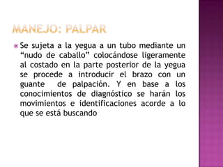  Sesujeta a la yegua a un tubo mediante un
 “nudo de caballo” colocándose ligeramente
 al costado en la parte posterior de la yegua
 se procede a introducir el brazo con un
 guante    de palpación. Y en base a los
 conocimientos de diagnóstico se harán los
 movimientos e identificaciones acorde a lo
 que se está buscando
 