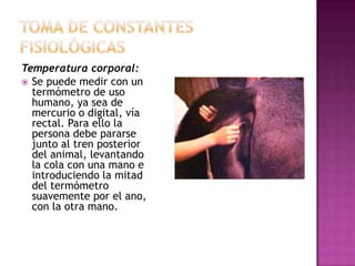 Temperatura corporal:
 Se puede medir con un
  termómetro de uso
  humano, ya sea de
  mercurio o digital, vía
  rectal. Para ello la
  persona debe pararse
  junto al tren posterior
  del animal, levantando
  la cola con una mano e
  introduciendo la mitad
  del termómetro
  suavemente por el ano,
  con la otra mano.
 