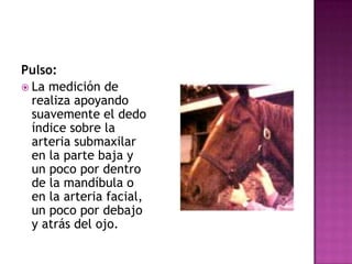 Pulso:
 La medición de
  realiza apoyando
  suavemente el dedo
  índice sobre la
  arteria submaxilar
  en la parte baja y
  un poco por dentro
  de la mandíbula o
  en la arteria facial,
  un poco por debajo
  y atrás del ojo.
 