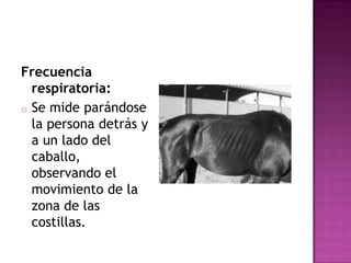 Frecuencia
  respiratoria:
o Se mide parándose
  la persona detrás y
  a un lado del
  caballo,
  observando el
  movimiento de la
  zona de las
  costillas.
 