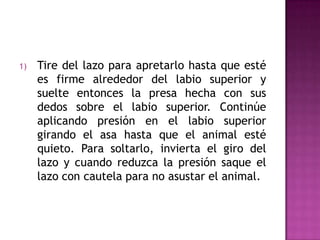 1)   Tire del lazo para apretarlo hasta que esté
     es firme alrededor del labio superior y
     suelte entonces la presa hecha con sus
     dedos sobre el labio superior. Continúe
     aplicando presión en el labio superior
     girando el asa hasta que el animal esté
     quieto. Para soltarlo, invierta el giro del
     lazo y cuando reduzca la presión saque el
     lazo con cautela para no asustar el animal.
 