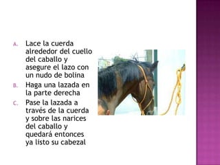 A.   Lace la cuerda
     alrededor del cuello
     del caballo y
     asegure el lazo con
     un nudo de bolina
B.   Haga una lazada en
     la parte derecha
C.   Pase la lazada a
     través de la cuerda
     y sobre las narices
     del caballo y
     quedará entonces
     ya listo su cabezal
 