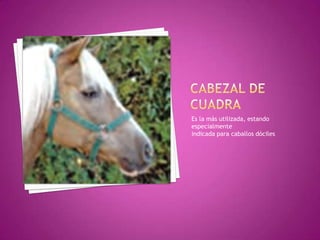 Es la más utilizada, estando
especialmente
indicada para caballos dóciles
 