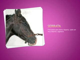 Frecuente para doma vaquera, suele ser
muy doloros y agresiva
 