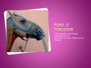 Suele doblegar a los animales
rápidamente por el
gran dolor que causa. Puede provocar
resabios.
 