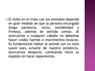  Eléxito en el trato con los animales depende
 en gran medida de que la persona encargada
 tenga paciencia, tacto, sensibilidad y
 firmeza, además de sentido común. Al
 acercarnos a cualquier caballo no debemos
 hacer ruidos fuertes o movimientos bruscos.
 Es fundamental hablar al animal con un tono
 suave para avisarle de nuestra presencia,
 acercarnos despacio, caminando hacia su
 espalda sin hacer aspavientos.
 