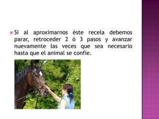 Si al aproximarnos éste recela debemos
  parar, retroceder 2 ó 3 pasos y avanzar
  nuevamente las veces que sea necesario
  hasta que el animal se confíe.
 