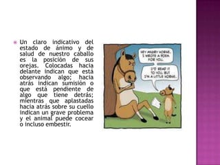    Un claro indicativo del
    estado de ánimo y de
    salud de nuestro caballo
    es la posición de sus
    orejas. Colocadas hacia
    delante indican que está
    observando algo; hacia
    atrás indican sumisión o
    que está pendiente de
    algo que tiene detrás;
    mientras que aplastadas
    hacia atrás sobre su cuello
    indican un grave problema
    y el animal puede cocear
    o incluso embestir.
 