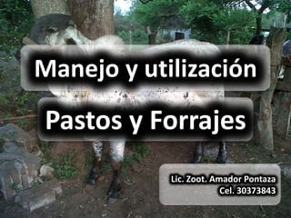 Manejo y utilización
Pastos y Forrajes
            Lic. Zoot. Amador Pontaza
                         Cel. 30373843
 