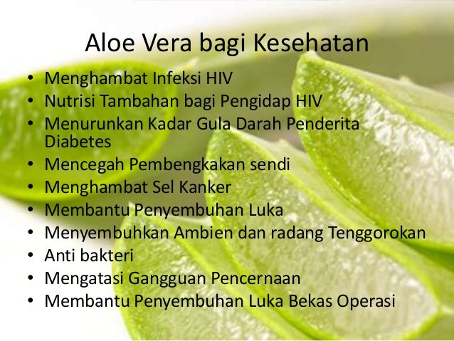 Manfaat Aloe Vera Untuk Manusia