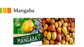 Mangaba
 