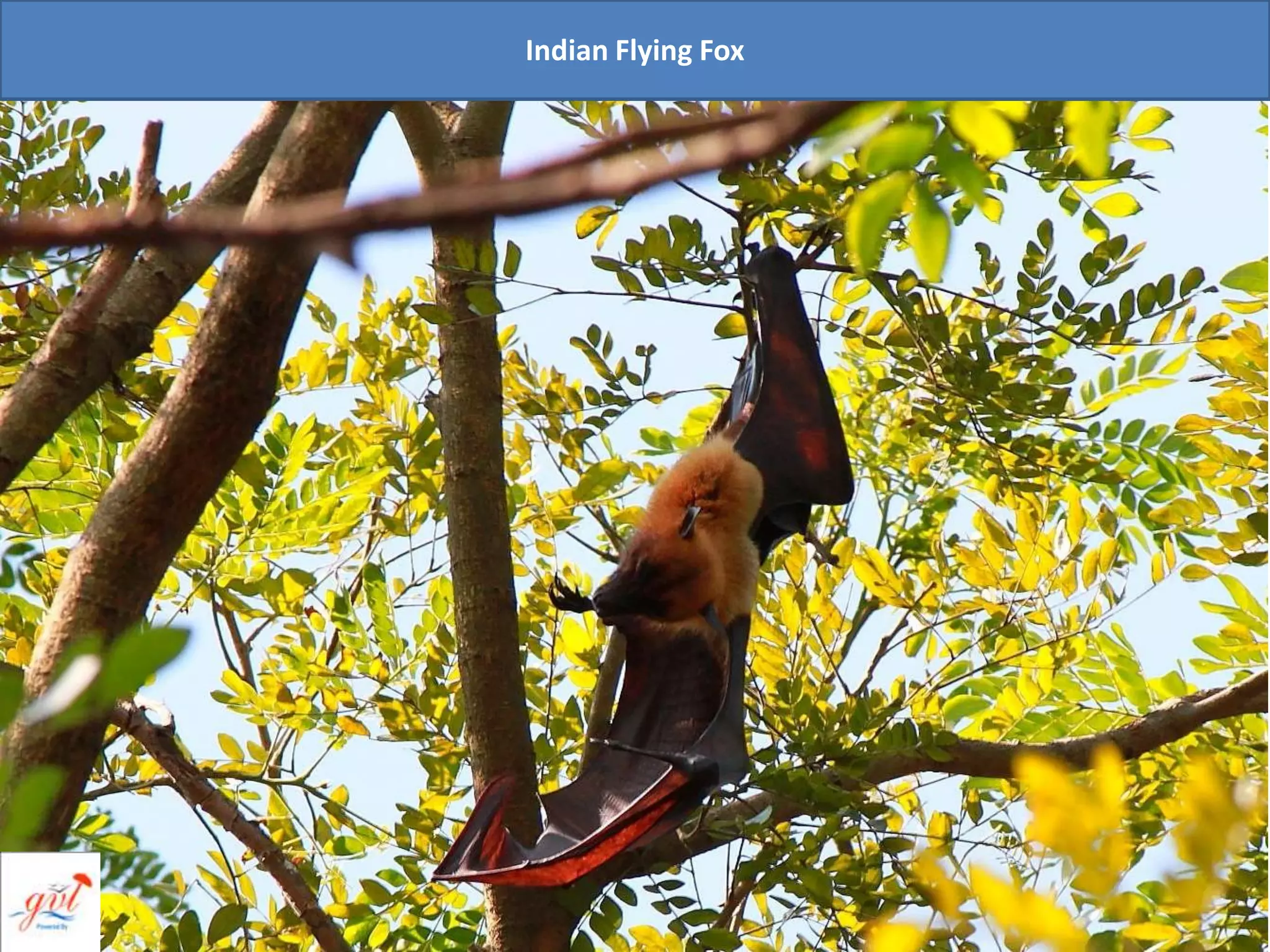 Indian Flying Fox