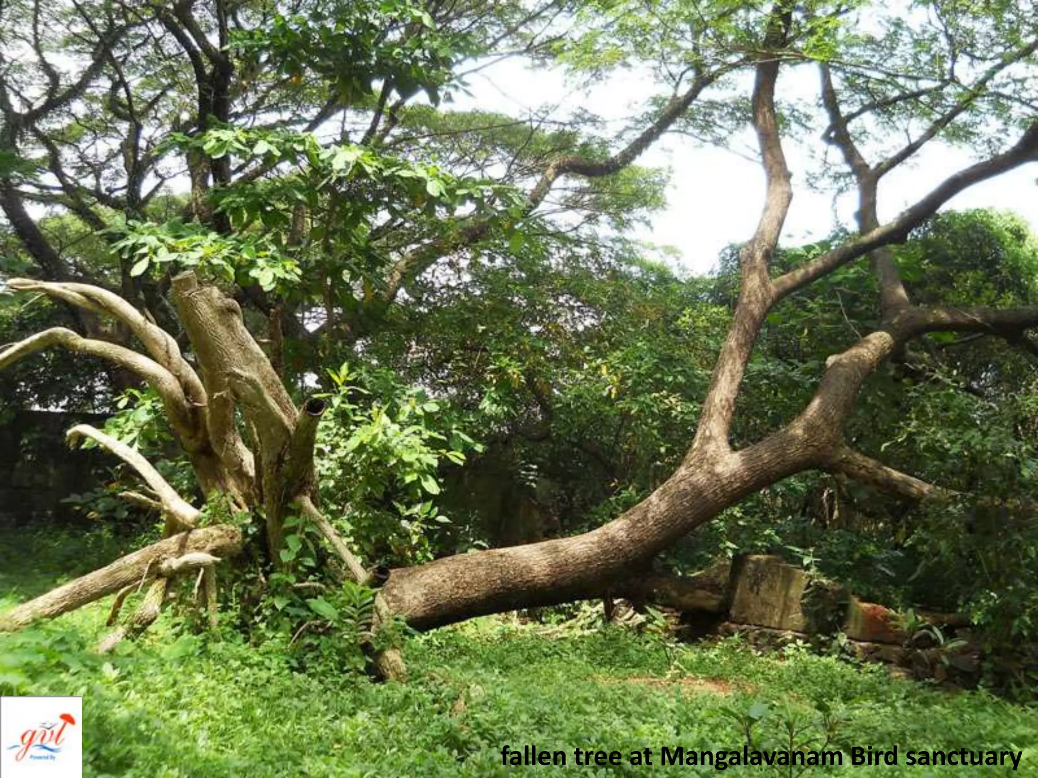 fallen tree at Mangalavanam Bird sanctuary