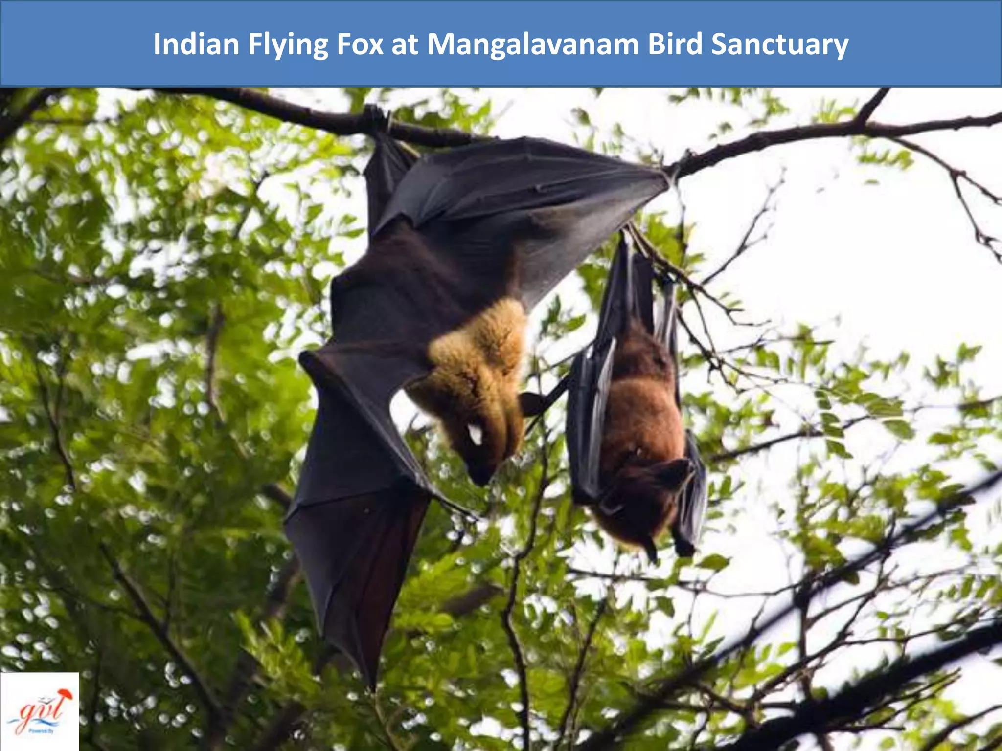 Indian Flying Fox at Mangalavanam Bird Sanctuary