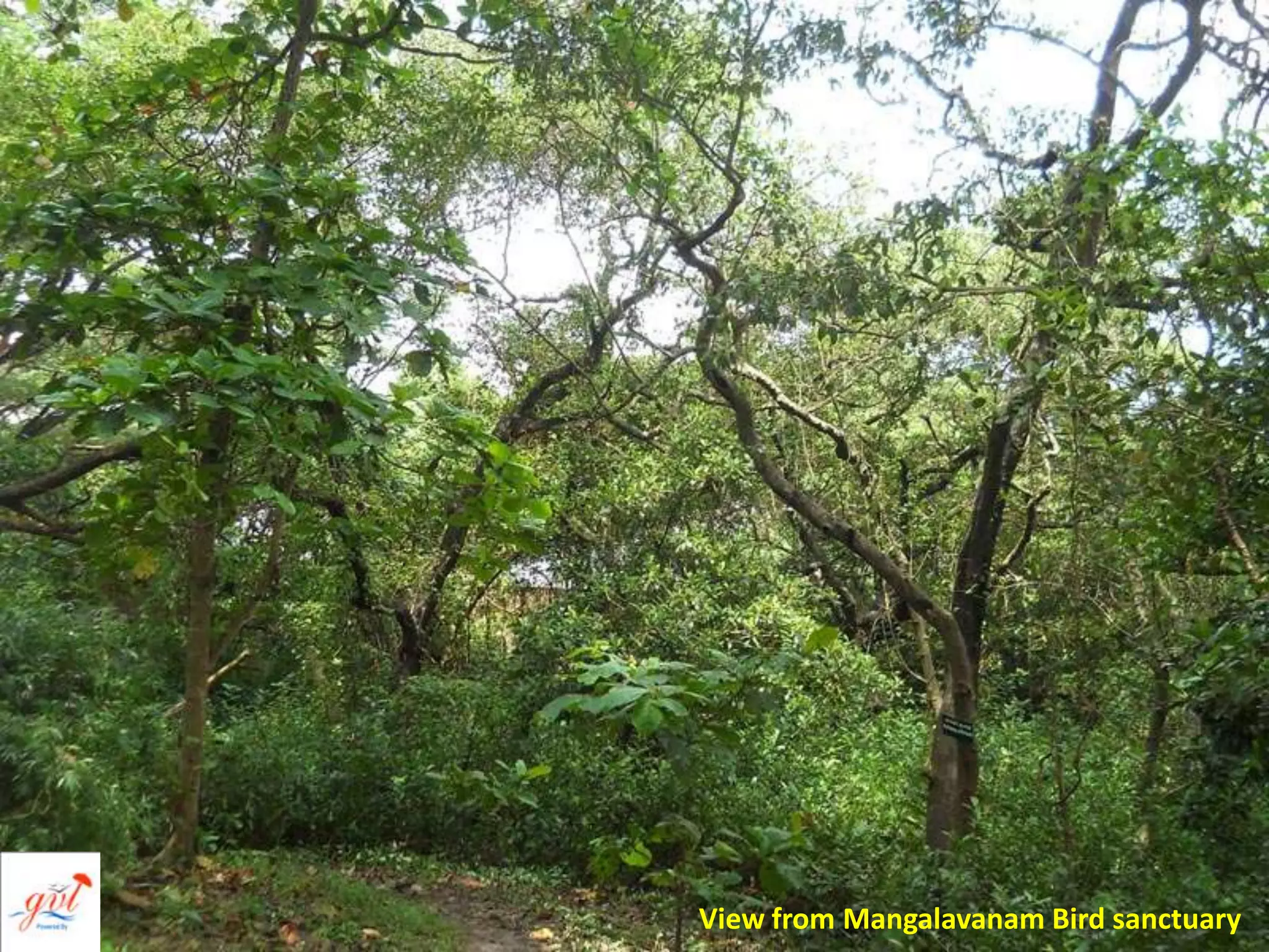 View from Mangalavanam Bird sanctuary
