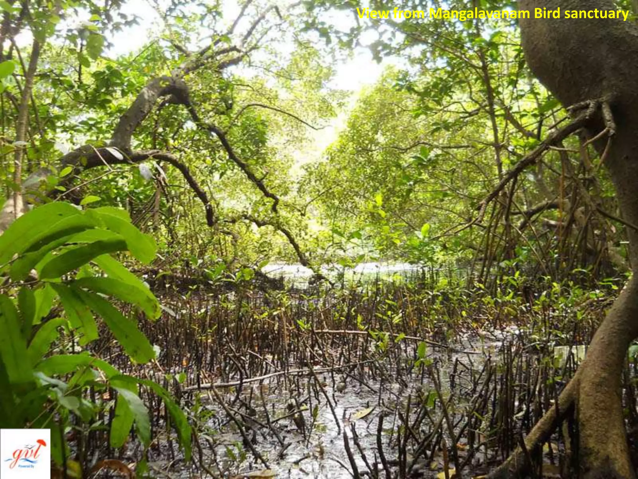 View from Mangalavanam Bird sanctuary