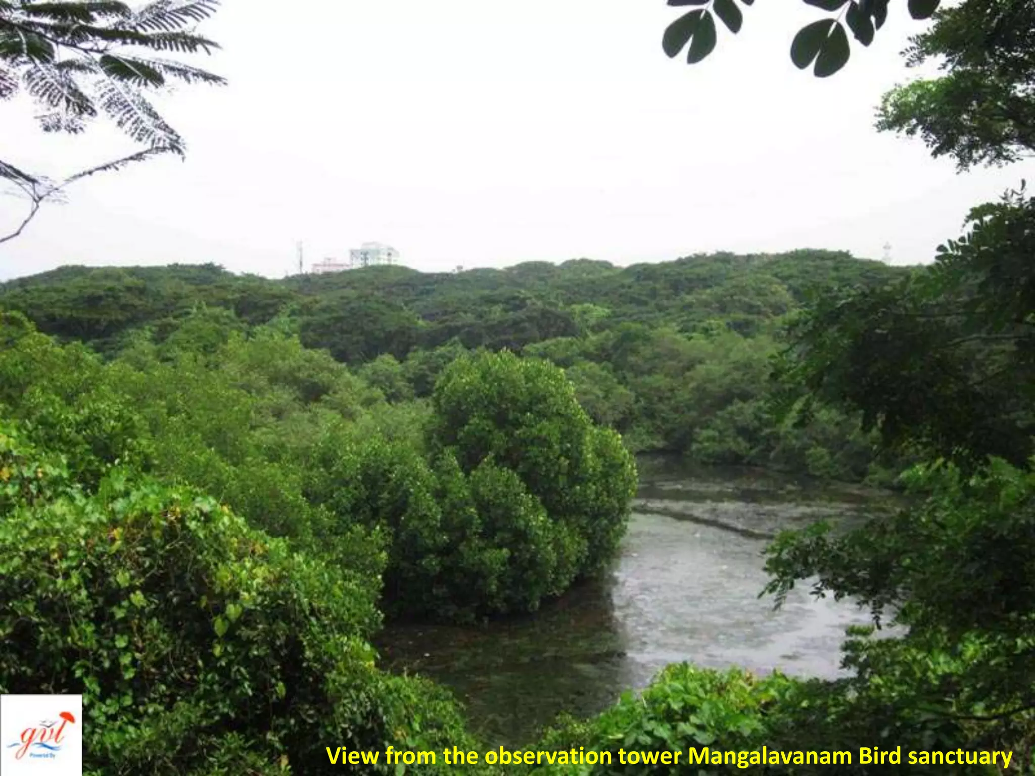 View from the observation tower Mangalavanam Bird sanctuary