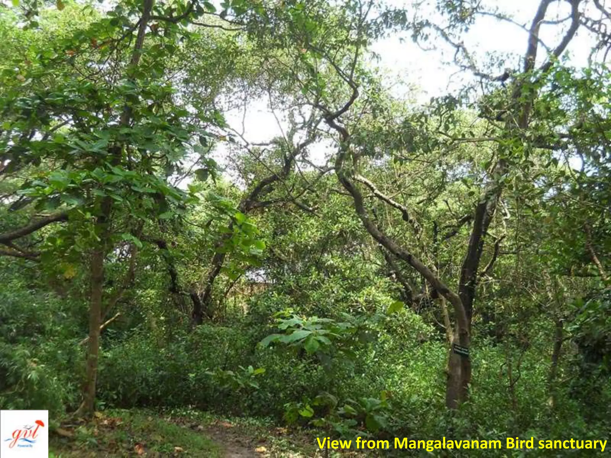 View from Mangalavanam Bird sanctuary