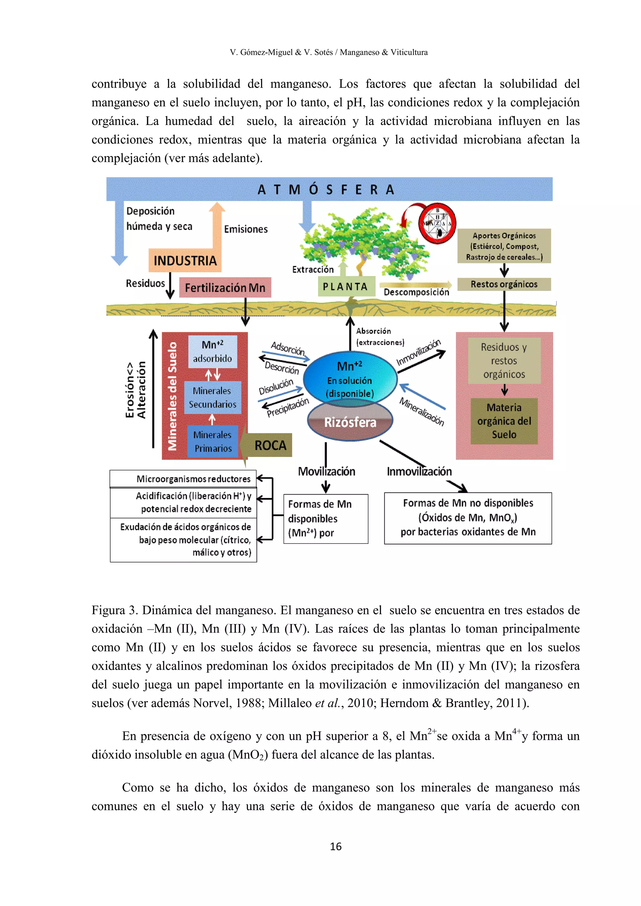 V. Gómez-Miguel & V. Sotés / Manganeso & Viticultura
16
contribuye a la solubilidad del manganeso. Los factores que afectan la solubilidad del
manganeso en el suelo incluyen, por lo tanto, el pH, las condiciones redox y la complejación
orgánica. La humedad del suelo, la aireación y la actividad microbiana influyen en las
condiciones redox, mientras que la materia orgánica y la actividad microbiana afectan la
complejación (ver más adelante).
Figura 3. Dinámica del manganeso. El manganeso en el suelo se encuentra en tres estados de
oxidación –Mn (II), Mn (III) y Mn (IV). Las raíces de las plantas lo toman principalmente
como Mn (II) y en los suelos ácidos se favorece su presencia, mientras que en los suelos
oxidantes y alcalinos predominan los óxidos precipitados de Mn (II) y Mn (IV); la rizosfera
del suelo juega un papel importante en la movilización e inmovilización del manganeso en
suelos (ver además Norvel, 1988; Millaleo et al., 2010; Herndom & Brantley, 2011).
En presencia de oxígeno y con un pH superior a 8, el Mn2+
se oxida a Mn4+
y forma un
dióxido insoluble en agua (MnO2) fuera del alcance de las plantas.
Como se ha dicho, los óxidos de manganeso son los minerales de manganeso más
comunes en el suelo y hay una serie de óxidos de manganeso que varía de acuerdo con
 