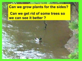 Can we grow plants for the sides? Can we get rid of some trees so we can see it better ? 