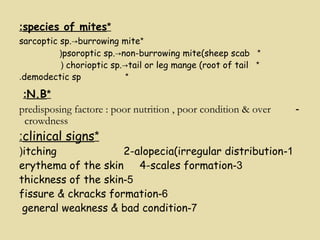 *species of mites:
*sarcoptic sp. burrowing mite→
*psoroptic sp. non-burrowing mite(sheep scab→(
*chorioptic sp. tail or leg mange (root of tail→(
*demodectic sp.
*N.B:
-predisposing factore : poor nutrition , poor condition & over
crowdness
*clinical signs:
1-itching 2-alopecia(irregular distribution(
3-erythema of the skin 4-scales formation
5-thickness of the skin
6-fissure & ckracks formation
7-general weakness & bad condition