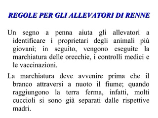 REGOLE PER GLI ALLEVATORI DI RENNEREGOLE PER GLI ALLEVATORI DI RENNE
Un segno a penna aiuta gli allevatori a
identificare i proprietari degli animali più
giovani; in seguito, vengono eseguite la
marchiatura delle orecchie, i controlli medici e
le vaccinazioni.
La marchiatura deve avvenire prima che il
branco attraversi a nuoto il fiume; quando
raggiungono la terra ferma, infatti, molti
cuccioli si sono già separati dalle rispettive
madri.
 