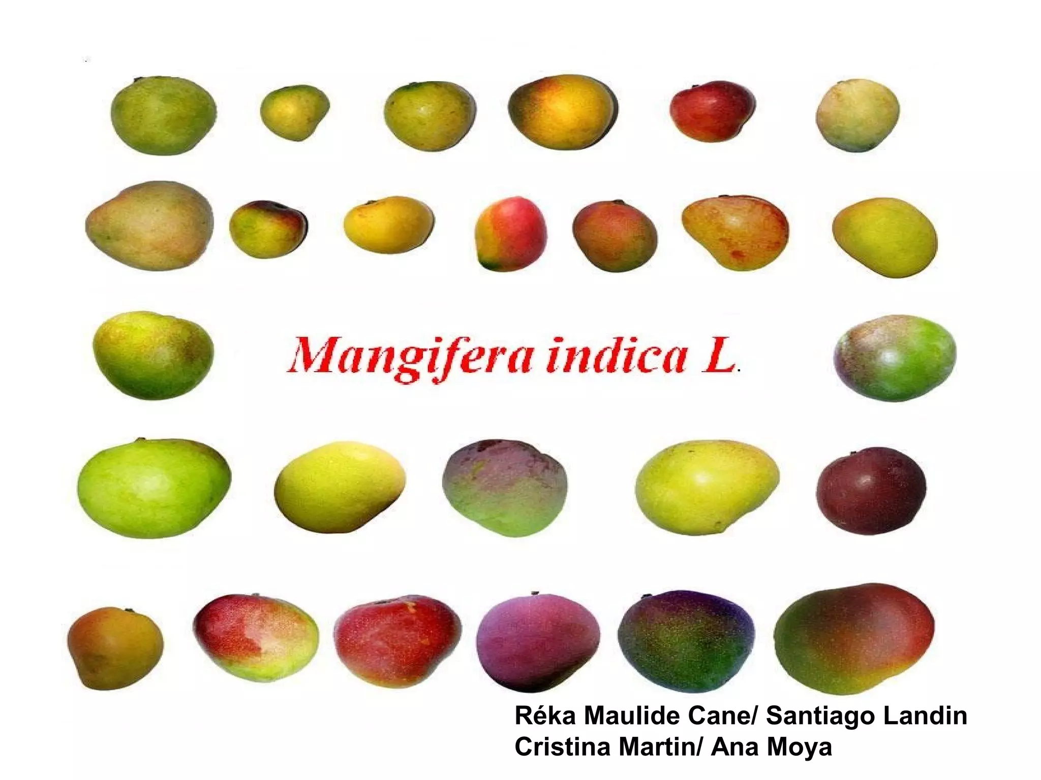 Mangifera indica l. PPT