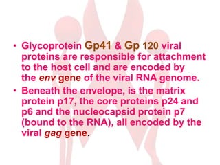 • Glycoprotein Gp41 & Gp 120 viral
proteins are responsible for attachment
to the host cell and are encoded by
the env gene of the viral RNA genome.
• Beneath the envelope, is the matrix
protein p17, the core proteins p24 and
p6 and the nucleocapsid protein p7
(bound to the RNA), all encoded by the
viral gag gene.
 