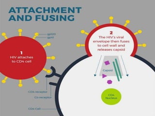 PATHOPHYSIOLOGY
• Attachment of the HIV virus to CD4+ receptor
 