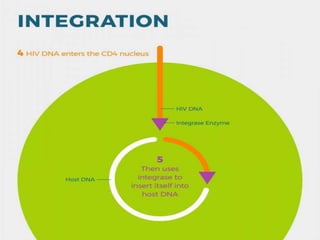 • Integration of viral DNA into host DNA using
the integrase enzyme
 