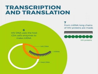 • Transcription of the inserted viral DNA to
produce viral messenger RNA
• translation of viral messenger RNA to create
viral polyprotein
• cleavage of viral polyprotein into individual
viral proteins that make up the new virus
 