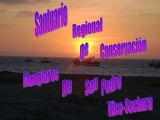 Santuario Regional De Conservación Manglares De San Pedro Vice-Sechura 