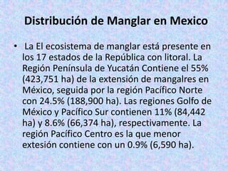 Distribución de Manglar en Mexico
• La El ecosistema de manglar está presente en
los 17 estados de la República con litoral. La
Región Península de Yucatán Contiene el 55%
(423,751 ha) de la extensión de mangalres en
México, seguida por la región Pacífico Norte
con 24.5% (188,900 ha). Las regiones Golfo de
México y Pacífico Sur contienen 11% (84,442
ha) y 8.6% (66,374 ha), respectivamente. La
región Pacífico Centro es la que menor
extesión contiene con un 0.9% (6,590 ha).
 