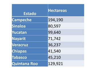Estado
Hectareas
Campeche 194,190
Sinaloa 80,597
Yucatan 99,640
Nayarit 71,742
Veracruz 36,237
Chiapas 41,540
Tabasco 45,210
Quintana Roo 129,921
 