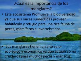 ¿Cuál es la importancia de los
manglares?
• Este ecosistema Promueve la biodiversidad
ya que sus raíces sumergidas proveen
habitáculo y refugio para una rica fauna de
peces, mamíferos e invertebrados.
• Los manglares tienen un alto valor
ecológico y económico ya que actúan como
criaderos para muchos peces y mariscos.
 