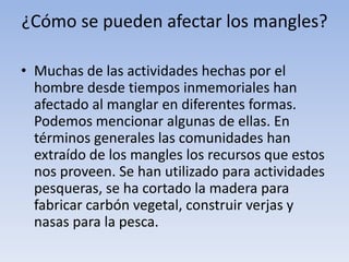 ¿Cómo se pueden afectar los mangles?
• Muchas de las actividades hechas por el
hombre desde tiempos inmemoriales han
afectado al manglar en diferentes formas.
Podemos mencionar algunas de ellas. En
términos generales las comunidades han
extraído de los mangles los recursos que estos
nos proveen. Se han utilizado para actividades
pesqueras, se ha cortado la madera para
fabricar carbón vegetal, construir verjas y
nasas para la pesca.
 