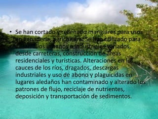 • Se han cortado y rellenado manglares para usos
en ganadería, agricultura. Se han utilizado para
desarrollos urbanos e industriales variados,
desde carreteras, construcción de áreas
residenciales y turísticas. Alteraciones en los
cauces de los ríos, dragados, descargas
industriales y uso de abono y plaguicidas en
lugares aledaños han contaminado y alterado los
patrones de flujo, reciclaje de nutrientes,
deposición y transportación de sedimentos.
 