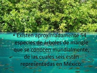 • Existen aproximadamente 54
especies de árboles de mangle
que se conocen mundialmente,
de las cuales seis están
representadas en México:
 