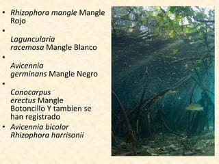 • Rhizophora mangle Mangle
Rojo
•
Laguncularia
racemosa Mangle Blanco
•
Avicennia
germinans Mangle Negro
•
Conocarpus
erectus Mangle
Botoncillo Y tambien se
han registrado
• Avicennia bicolor
Rhizophora harrisonii
 