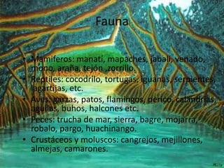 Fauna
• Mamiferos: manatí, mapaches, jabalí, venado,
mono, araña, tejón ,zorrillo.
• Reptiles: cocodrilo, tortugas, iguanas, serpientes,
lagartijas, etc.
• Aves: garzas, patos, flamingos, perico, calandrias,
aguilas, buhos, halcones etc.
• Peces: trucha de mar, sierra, bagre, mojarra,
robalo, pargo, huachinango.
• Crustáceos y moluscos: cangrejos, mejillones,
almejas, camarones.
 